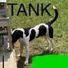 German Shorthaired Pointer/ Australian Shepherd Mix-Male Tank