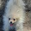 Pomeranian for rehoming