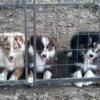 Standard Australian Shepherd Puppies