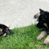 Full blood German Shepard puppies