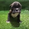 American Bully Micro Exotic/Nano Bully Puppies