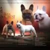 AKC French Bulldog Puppies