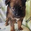 Belgian Malinois/Border Collie