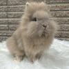 Lionhead Dwarf Rabbit 