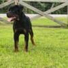 AKC Rottweiler male puppy