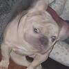 French Bulldog Stud Double Platinum Blu Fawn AKC pedigree paperwork