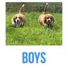 8-week-old basset hound English Mastiff  puppies.