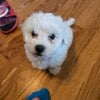 Female bichon frise puppy for sale