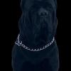 AKC/ICCF REGISTERED OPEN FOR STUD