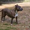 Xl bully female