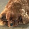 Ruby Cavalier King Charles Spaniel Stud