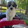 8 Week Old, Merle and White MINI Newfypoo