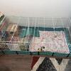 Meet Smores (Aka Smory) (Guinea Pig) $150Obo