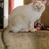 Looking to rehome my cat