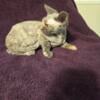 Devon rex female kitten