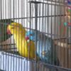 Bonded Pair of Indian Ringnecks For Sale