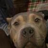 Sweet Older Pocket Pit for sale