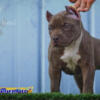 Real XL American Bully Not BackYard Bred! Rare Imported Bloodline