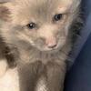 Fox kits(pups)