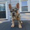 French bull dog puppies 