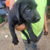 Black lab puppies $200