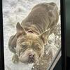 Beautiful American pocket bully