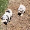 Adorable Toy Poodle Puppies