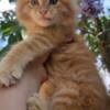 Maine Coon Red male kitten Russian champion background