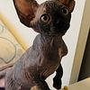 Beautiful bicolor female Sphynx, two months old looking for  forever home.