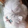 All babies are now reserved. Mirella babies born 6-9-26