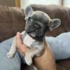 French bulldog puppy