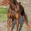 Doberman puppi for new litter