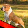 American bully Pocket available 