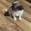 Long haired Chihuahua Puppy