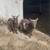 Full Nigerian dwarf dairy goat start up