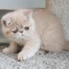 Adorable Spotted Cream Tabby Exotic Shorthair Male