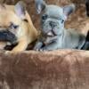 French bulldog puppies