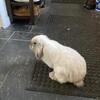 Male Lop Rabbit