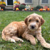 Beautiful Goldendoodle Puppies