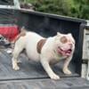 Male Exotic Lilac Pied Bully