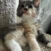 Maine coon kitten Mitsu female