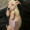 Michigan, Dogo Argentino Pocket Bully male puppy 1