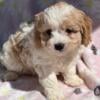 Robbie Cavapoo Male Puppy