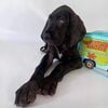 Last Female AKC, Microchipped Great Dane puppy searching for her forever home!