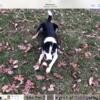 Male Purebred border collie for sale in N.S. 