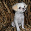 JAPANESE CHIN MIXED  BREED  WITH SHIH-TZU AND PEKINGESE FOR SALE NOW