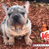 Velvet Big Rope Merle French Bulldog available