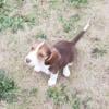 Beagle Pups For Sale