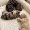 Full AKC Mini Poodle Puppies *taking deposits on upcoming litter*
