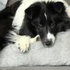Shetland Sheepdog